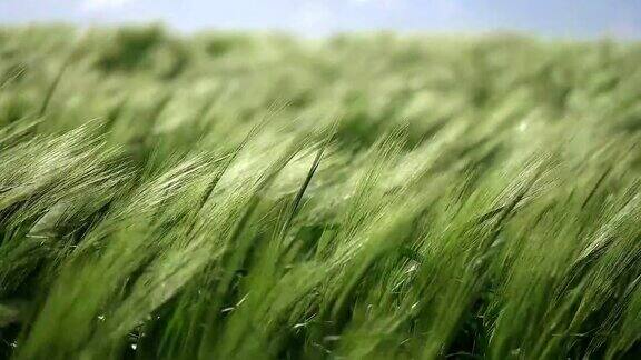 草地的小麦随风摆动的特写镜头