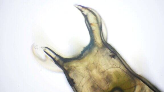 通过显微镜观察水生昆虫的幼虫