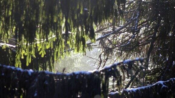 白雪覆盖的云杉和飘落的雪花