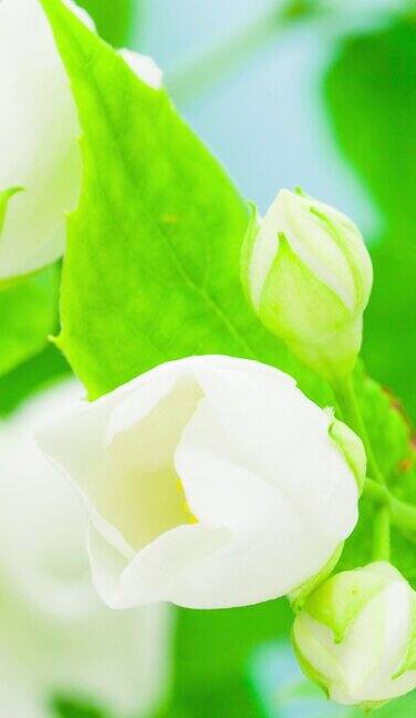 4k垂直时间间隔的一朵白色茉莉花开花生长在蓝色的背景盛开的茉莉花垂直时间推移比例在9:16手机和社交媒体就绪