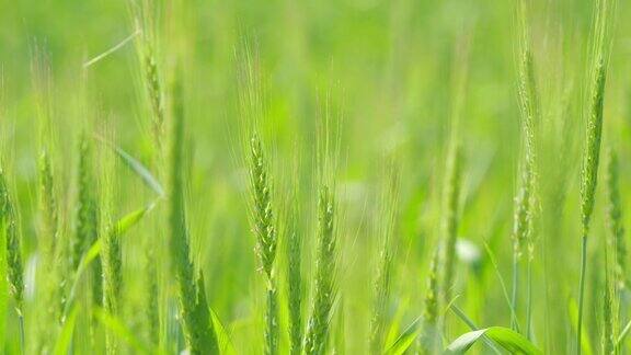 麦田的小麦正在随风缓慢的摇摆