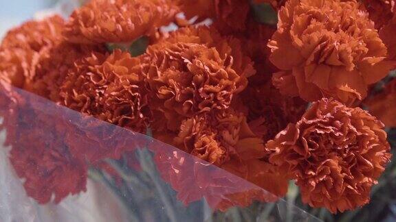 红色的康乃馨花