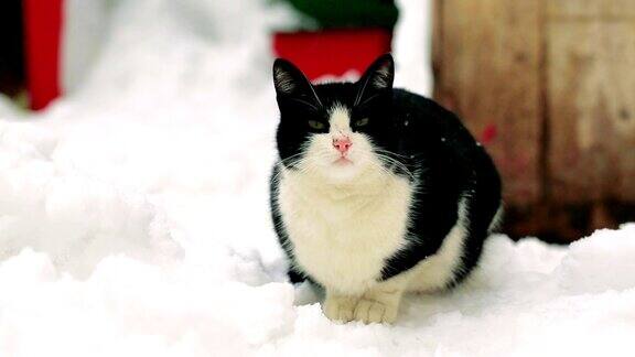 黑白猫站在雪地上