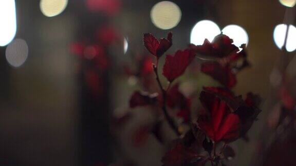 夜间以灯泡为背景的红色树叶的灌木