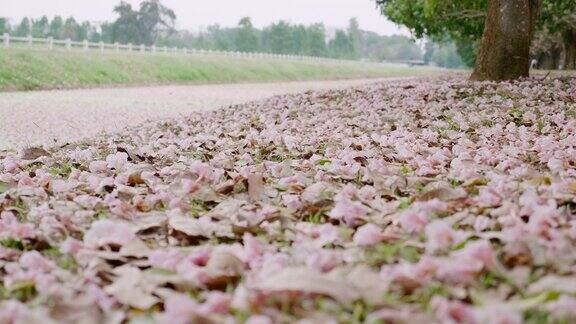粉红色的樱花落在地上