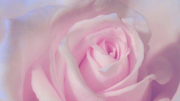 时间推移关闭开放的粉红玫瑰盛开的粉红玫瑰美丽的动画全高清