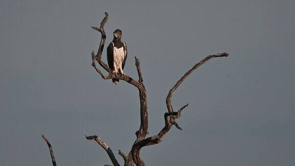 在风中雄鹰坐在一棵枯树上