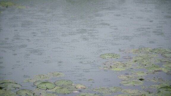 水面上的雨