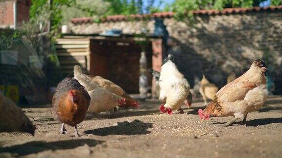 在传统的农村牲口棚喂鸡生态农场谷仓院子里的鸡