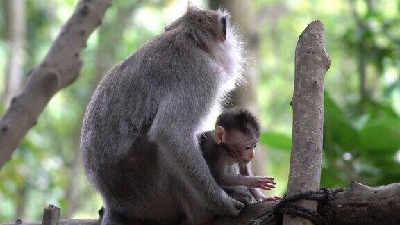 在巴厘岛乌布的猴子森林里只有21的小猴子在妈妈的照顾下