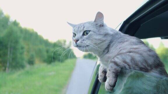 旅行猫向车窗外看宠物在车里