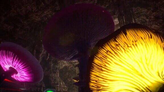 神奇神秘的洞穴里有不寻常的发光蘑菇神奇神秘蘑菇该动画是完美的童话幻想冒险和魔法背景