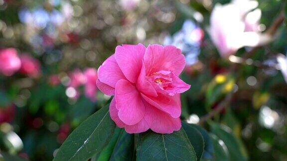 夏天自然带着粉红色的花花园里玫瑰盛开春天来了