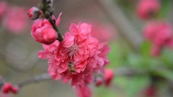 蜜蜂为粉红桃花传粉