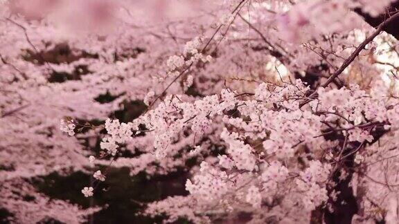 美丽的樱花在日本盛开