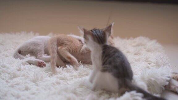 小猫在白色的绒毛地毯上打闹嬉戏