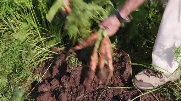 4K农民从地里挖出新鲜的胡萝卜
