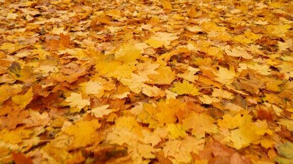 秋叶概念秋天的慢动作背景树叶覆盖着树叶飘落的公园树叶背景橙枫林走秋天公园落叶地摘叶枫叶秋天的季节