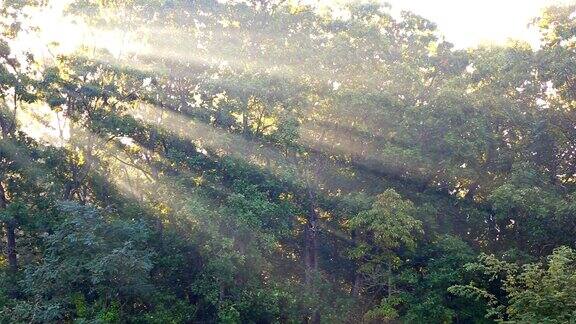 在一个有雾的秋天早晨阳光透过树木照射下来