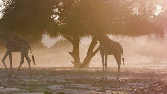 纳米比亚纳米布沙漠霍阿尼布山谷日落时的4K视角两只沙漠长颈鹿