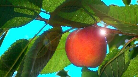 桃花在阳光下挂在树枝上