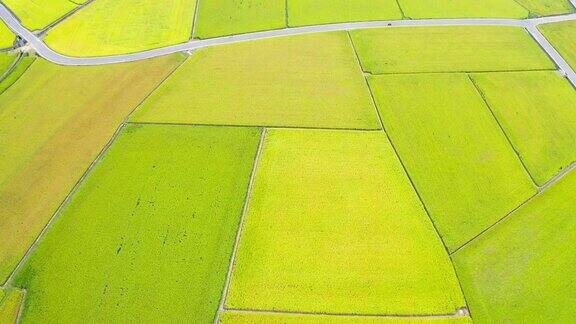 台东美丽稻田的鸟瞰图台湾