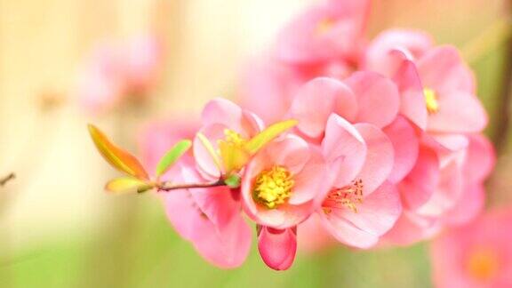 美丽的粉红花在风中