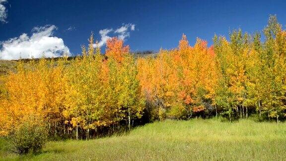 秋天的阿斯彭在Summit县科罗拉多州