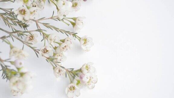 这些花是白色背景上的小白蜡布卢默花视频模板