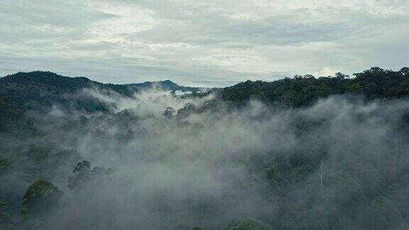 马来西亚婆罗洲沙巴州热带雨林的无人机镜头
