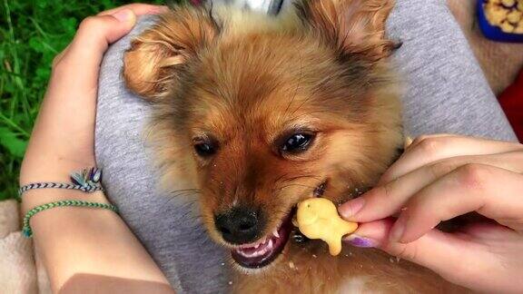 有趣的小狗小狗在玩吃零食