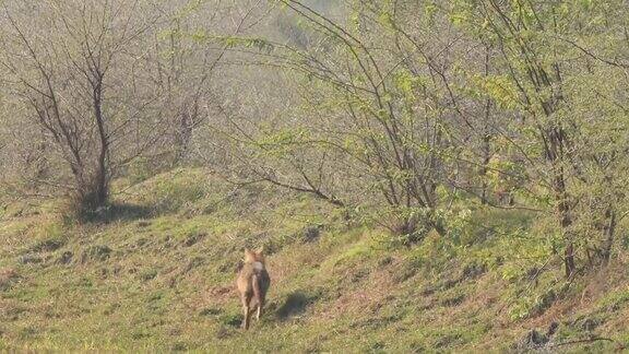 在印度拉贾斯坦邦巴拉特普尔的keoladeo国家公园印度豺或金豺亚种的广角镜头