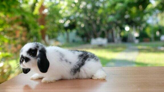 兔子睡在地上兔子宠物荷兰洛普