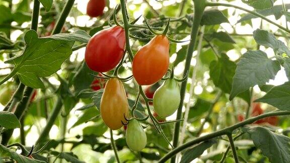 成熟的红色的西红柿