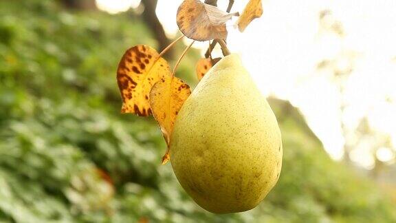 高清多莉:挂在树上的梨