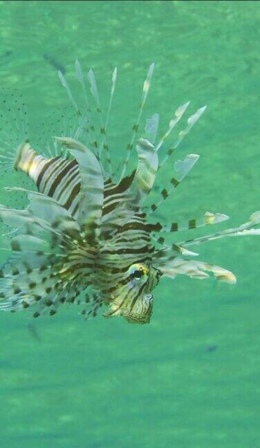 狮子鱼在水下游动捕食幼鱼的特写慢动作