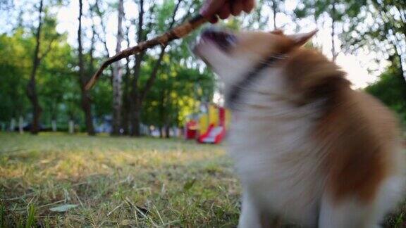 威尔士柯基犬在草地上玩木棍