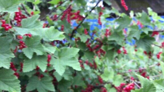 布满红醋栗浆果的灌木在花园里成熟的浆果维生素的收获