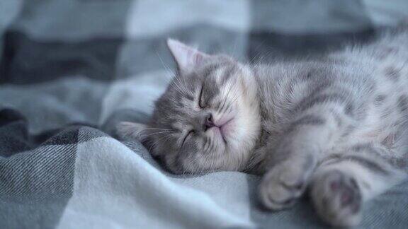 可爱的小猫躺在床上睡觉苏格兰猫灰虎滑稽地躺在床上睡觉爱动物舒适的宠物睡在舒适的家里苏格兰直发猫