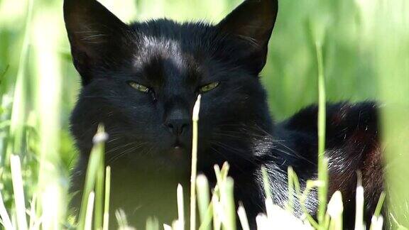 在一个阳光明媚的日子里黑猫在草地上休息