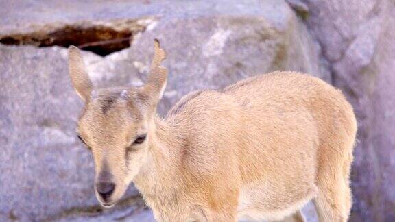 一只可爱的新生小山羊在岩石上玩耍小yeling尖叫尖叫