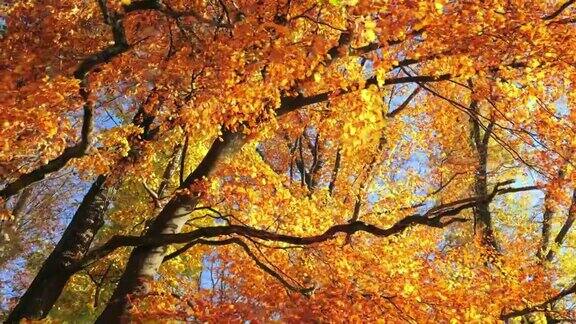 秋天的树色彩瑰丽