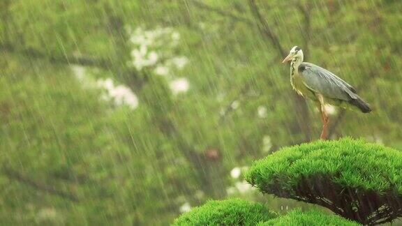 一只苍鹭在树顶上等待暴风雨的结束