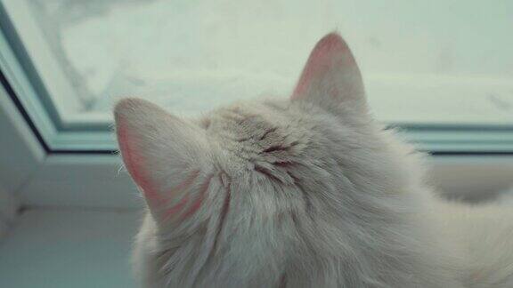 白猫往窗外看后视图的猫的头猫坐在窗台上看窗外
