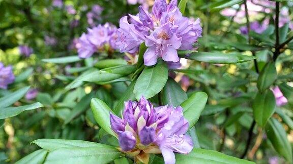 花园里有紫色的杜鹃花