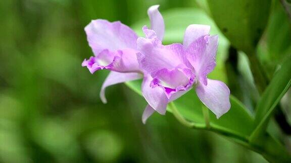 自然光线下的紫色小花