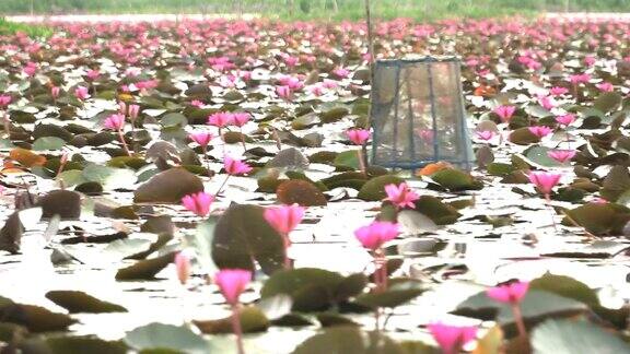 泰勒斯诺伊湿地上的粉红莲花