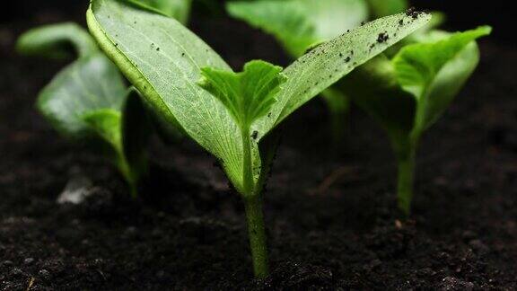 植物在春季生长发芽植物在温室农业