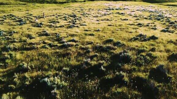 野鹿在草地上奔跑