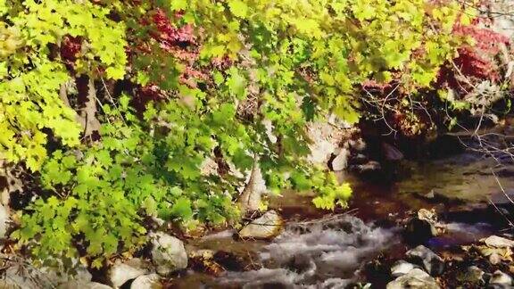 秋色的树叶随着水的流逝而凋零